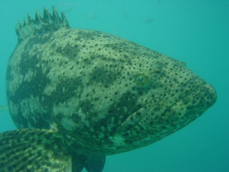looegrouper.jpg